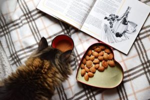 dry food for cats should not contain byproducts