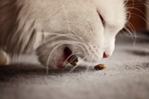 dry cat food benefits