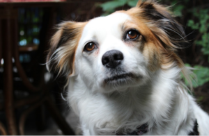 white and brown happy dog 