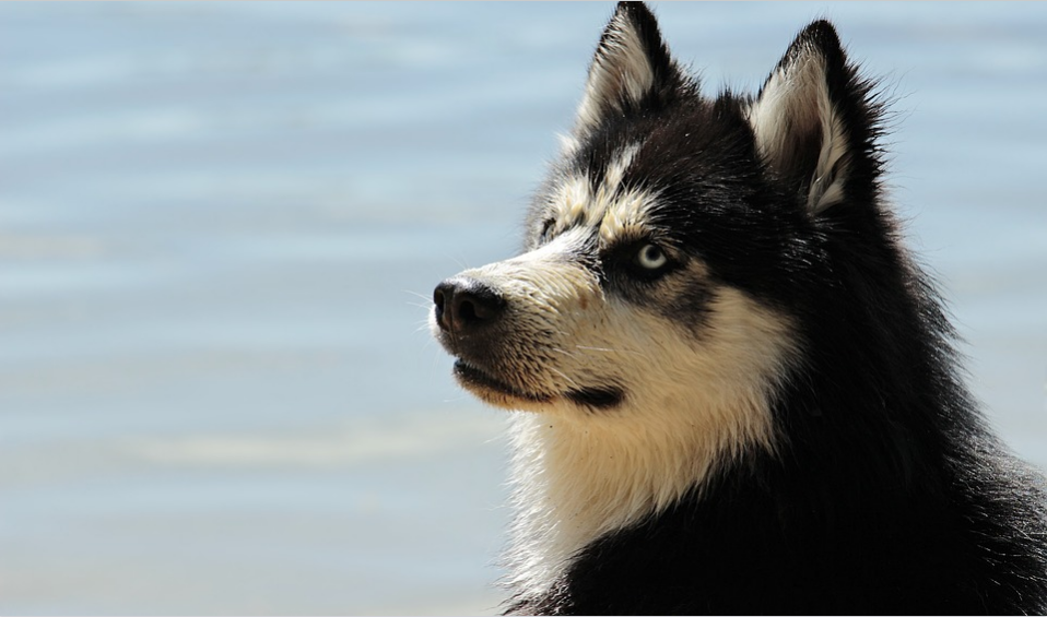 black and white husky dog