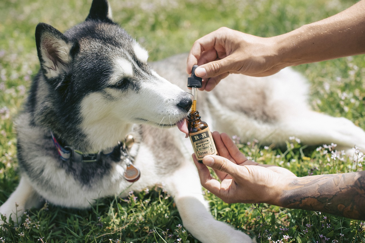 dog